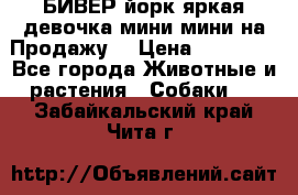 БИВЕР йорк яркая девочка мини мини на Продажу! › Цена ­ 45 000 - Все города Животные и растения » Собаки   . Забайкальский край,Чита г.